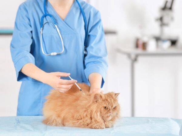 Jak rozpoznać choroby u kota i kiedy udać się do weterynarza?
